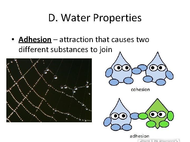 D. Water Properties • Adhesion – attraction that causes two different substances to join
