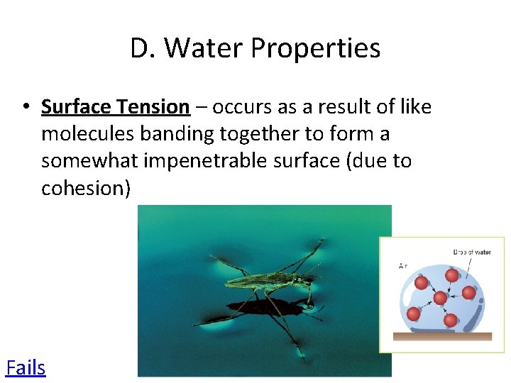 D. Water Properties • Surface Tension – occurs as a result of like molecules