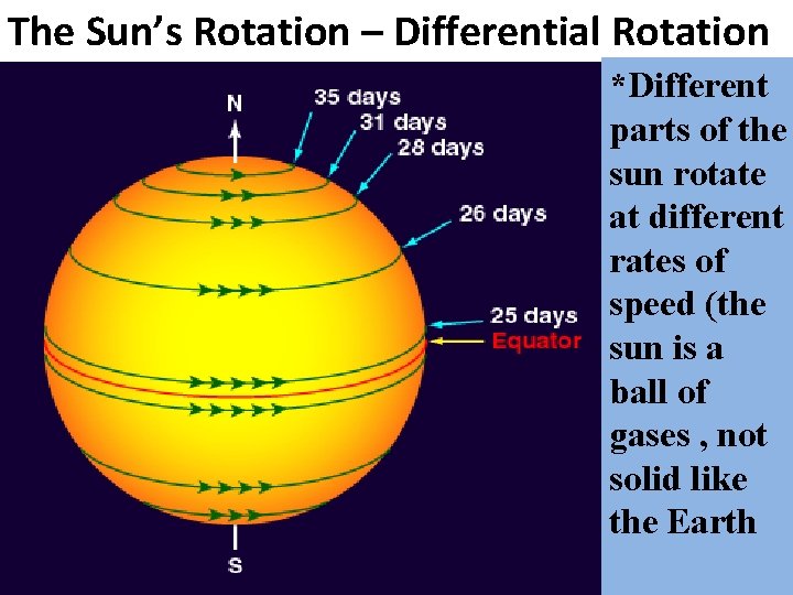 The Sun’s Rotation – Differential Rotation *Different parts of the sun rotate at different