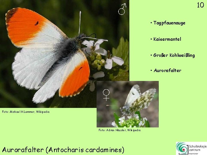 10 ♂ • Tagpfauenauge • Kaisermantel • Großer Kohlweißling • Aurorafalter ♀ Foto: Michael