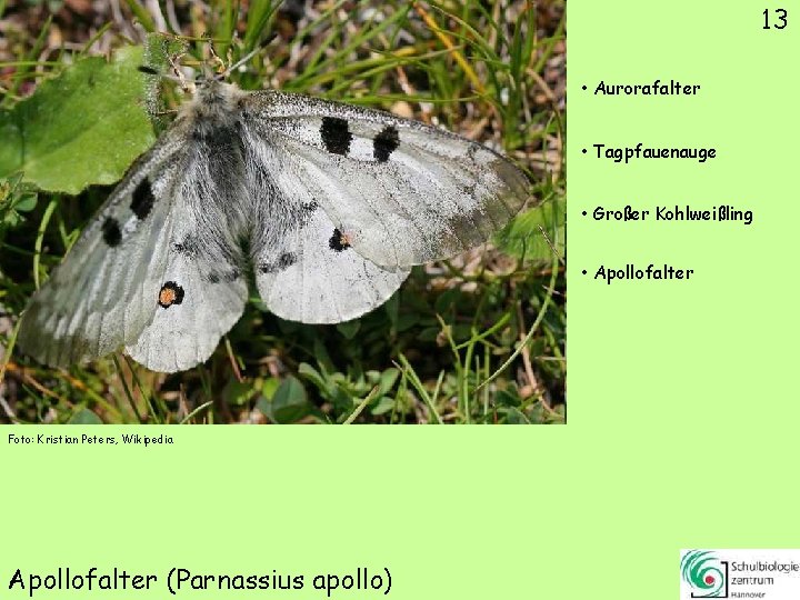13 • Aurorafalter • Tagpfauenauge • Großer Kohlweißling • Apollofalter Foto: Kristian Peters, Wikipedia