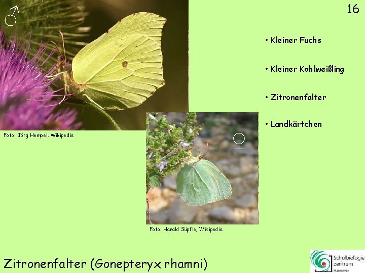 16 ♂ • Kleiner Fuchs • Kleiner Kohlweißling • Zitronenfalter • Landkärtchen ♀ Foto:
