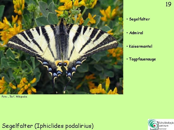 19 • Segelfalter • Admiral • Kaisermantel • Tagpfauenauge Foto: „Tbc“, Wikipedia Segelfalter (Iphiclides