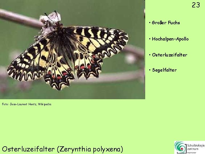 23 • Großer Fuchs • Hochalpen-Apollo • Osterluzeifalter • Segelfalter Foto: Jean-Laurent Hentz, Wikipedia