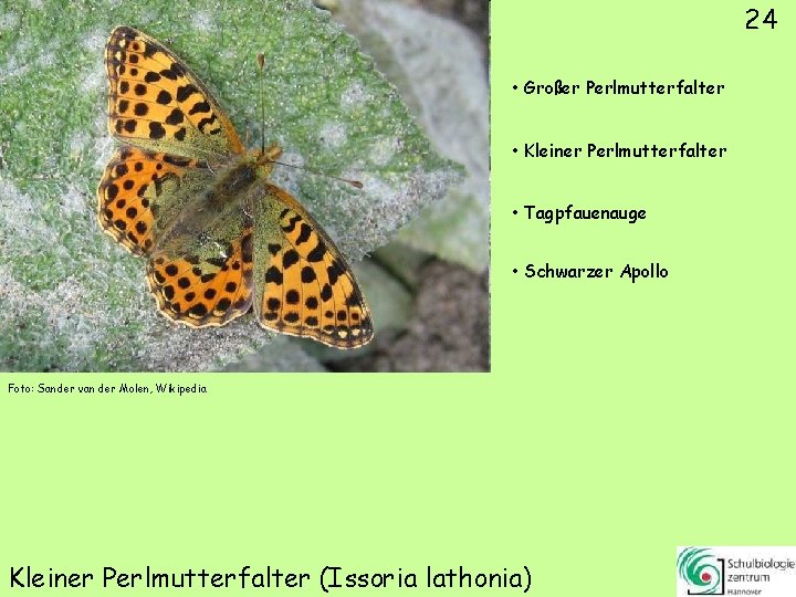 24 • Großer Perlmutterfalter • Kleiner Perlmutterfalter • Tagpfauenauge • Schwarzer Apollo Foto: Sander