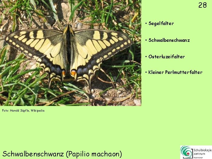 28 • Segelfalter • Schwalbenschwanz • Osterluzeifalter • Kleiner Perlmutterfalter Foto: Harald Süpfle, Wikipedia