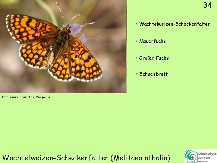 34 • Wachtelweizen-Scheckenfalter • Mauerfuchs • Großer Fuchs • Schachbrett Foto: www. entomart. be,