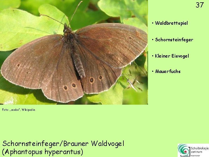 37 • Waldbrettspiel • Schornsteinfeger • Kleiner Eisvogel • Mauerfuchs Foto: „soebe“, Wikipedia Schornsteinfeger/Brauner