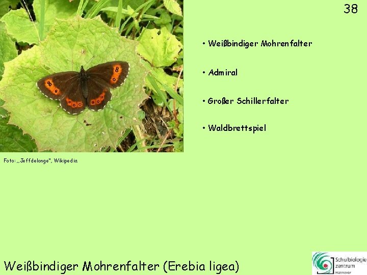 38 • Weißbindiger Mohrenfalter • Admiral • Großer Schillerfalter • Waldbrettspiel Foto: „Jeffdelonge“, Wikipedia