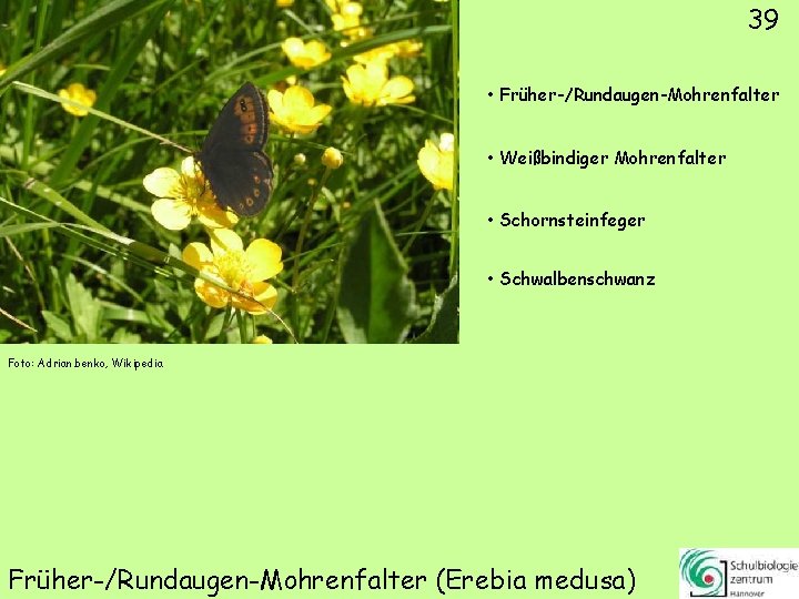 39 • Früher-/Rundaugen-Mohrenfalter • Weißbindiger Mohrenfalter • Schornsteinfeger • Schwalbenschwanz Foto: Adrian. benko, Wikipedia