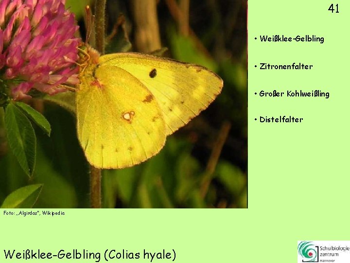 41 • Weißklee-Gelbling • Zitronenfalter • Großer Kohlweißling • Distelfalter Foto: „Algirdas“, Wikipedia Weißklee-Gelbling
