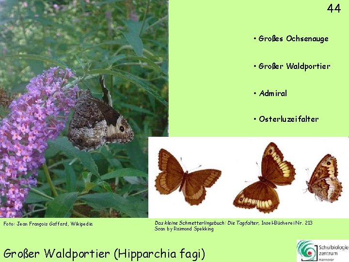 44 • Großes Ochsenauge • Großer Waldportier • Admiral • Osterluzeifalter Foto: Jean François