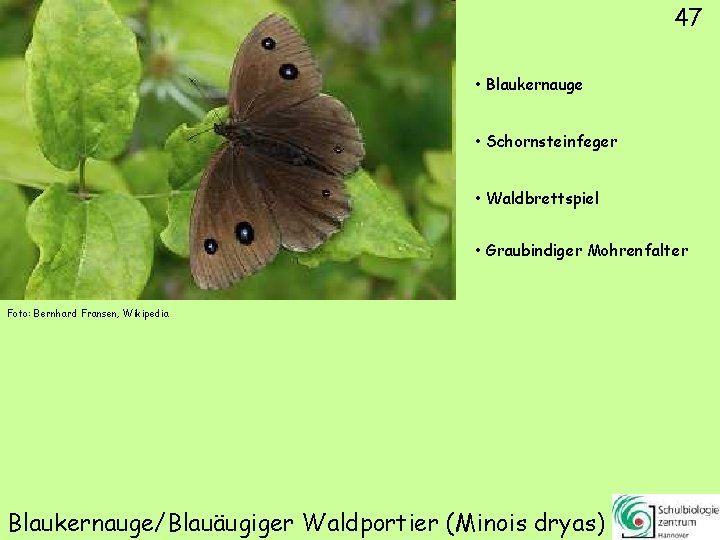 47 • Blaukernauge • Schornsteinfeger • Waldbrettspiel • Graubindiger Mohrenfalter Foto: Bernhard Fransen, Wikipedia