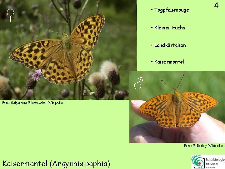 4 • Tagpfauenauge ♀ • Kleiner Fuchs • Landkärtchen • Kaisermantel ♂ Foto: Małgorzata