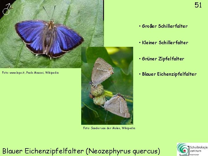 51 ♂ • Großer Schillerfalter • Kleiner Schillerfalter • Grüner Zipfelfalter • Blauer Eichenzipfelfalter