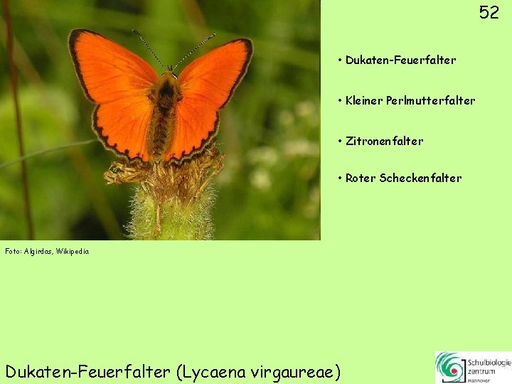 52 • Dukaten-Feuerfalter • Kleiner Perlmutterfalter • Zitronenfalter • Roter Scheckenfalter Foto: Algirdas, Wikipedia