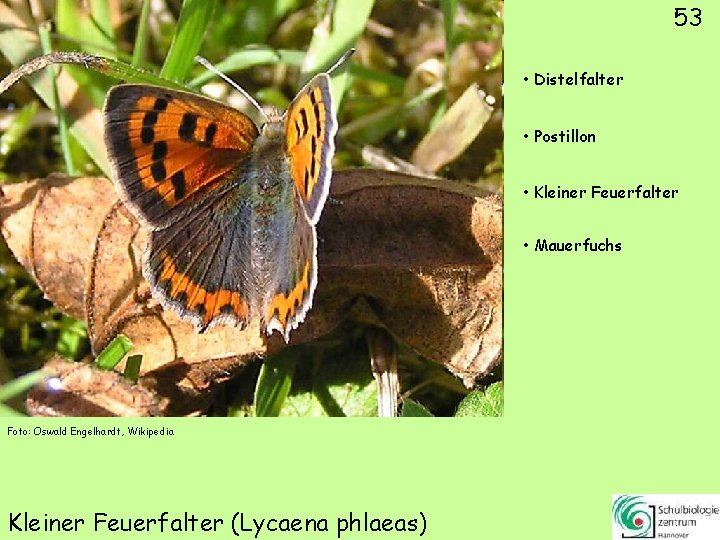 53 • Distelfalter • Postillon • Kleiner Feuerfalter • Mauerfuchs Foto: Oswald Engelhardt, Wikipedia