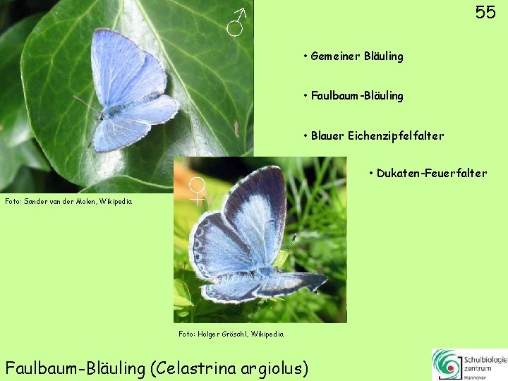 55 ♂ • Gemeiner Bläuling • Faulbaum-Bläuling • Blauer Eichenzipfelfalter Foto: Sander van der