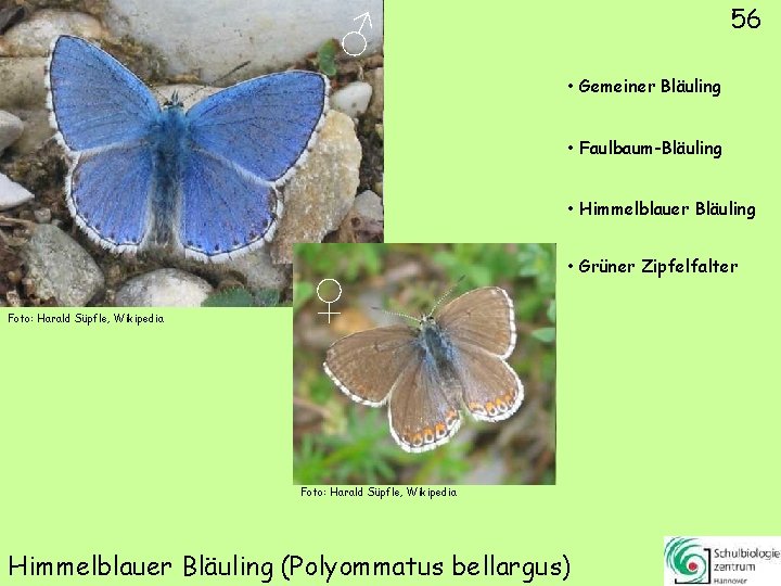 56 ♂ • Gemeiner Bläuling • Faulbaum-Bläuling • Himmelblauer Bläuling Foto: Harald Süpfle, Wikipedia