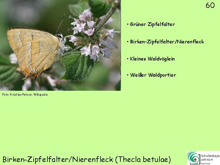60 • Grüner Zipfelfalter • Birken-Zipfelfalter/Nierenfleck • Kleines Waldvöglein • Weißer Waldportier Foto: Kristian
