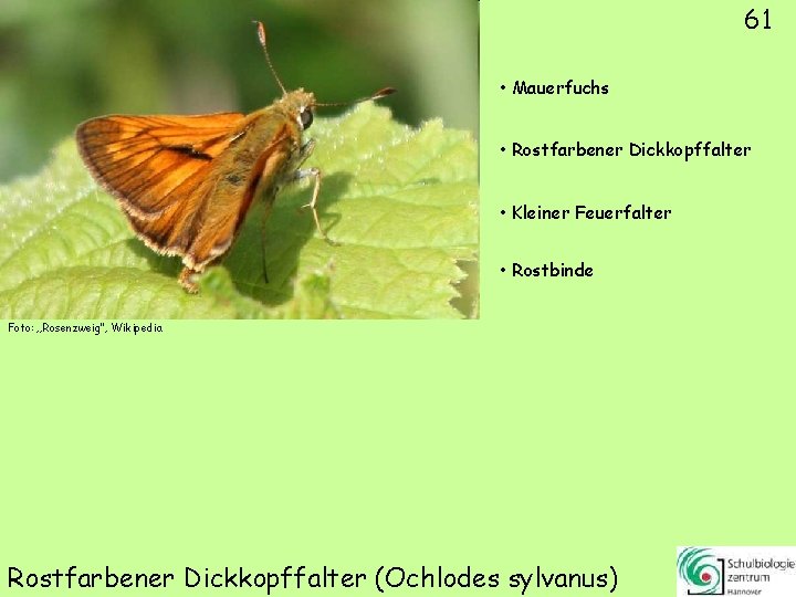 61 • Mauerfuchs • Rostfarbener Dickkopffalter • Kleiner Feuerfalter • Rostbinde Foto: „Rosenzweig“, Wikipedia