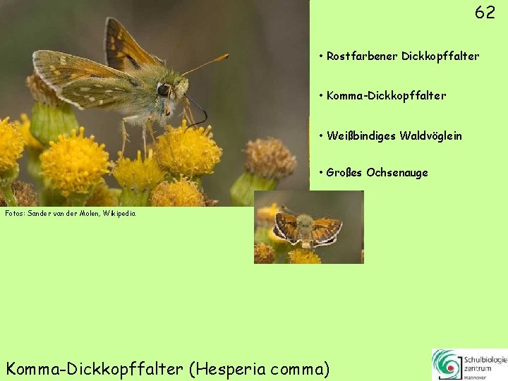 62 • Rostfarbener Dickkopffalter • Komma-Dickkopffalter • Weißbindiges Waldvöglein • Großes Ochsenauge Fotos: Sander