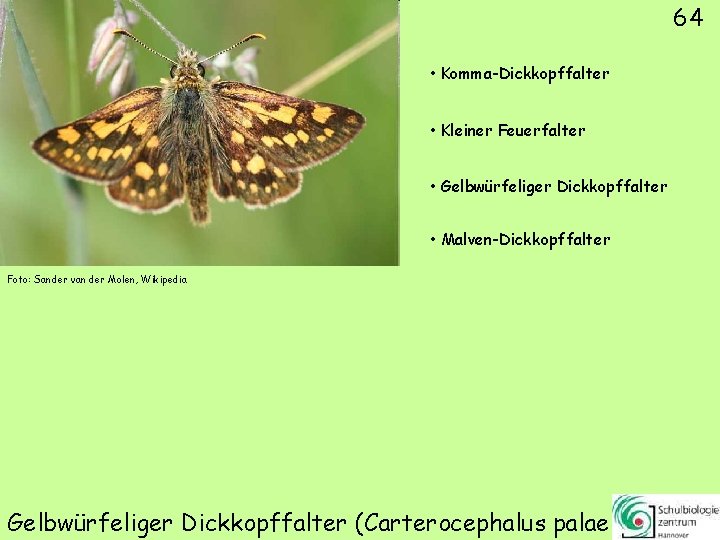 64 • Komma-Dickkopffalter • Kleiner Feuerfalter • Gelbwürfeliger Dickkopffalter • Malven-Dickkopffalter Foto: Sander van
