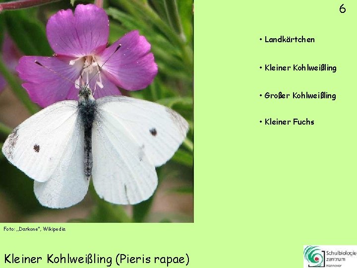 6 • Landkärtchen • Kleiner Kohlweißling • Großer Kohlweißling • Kleiner Fuchs Foto: „Darkone“,