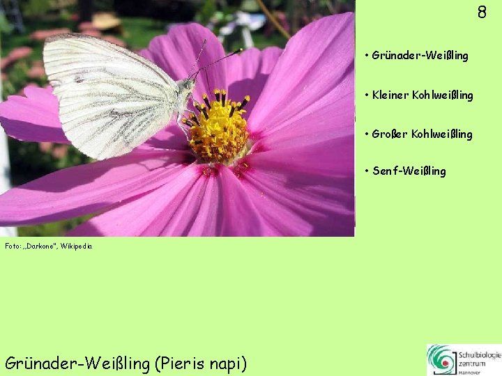 8 • Grünader-Weißling • Kleiner Kohlweißling • Großer Kohlweißling • Senf-Weißling Foto: „Darkone“, Wikipedia