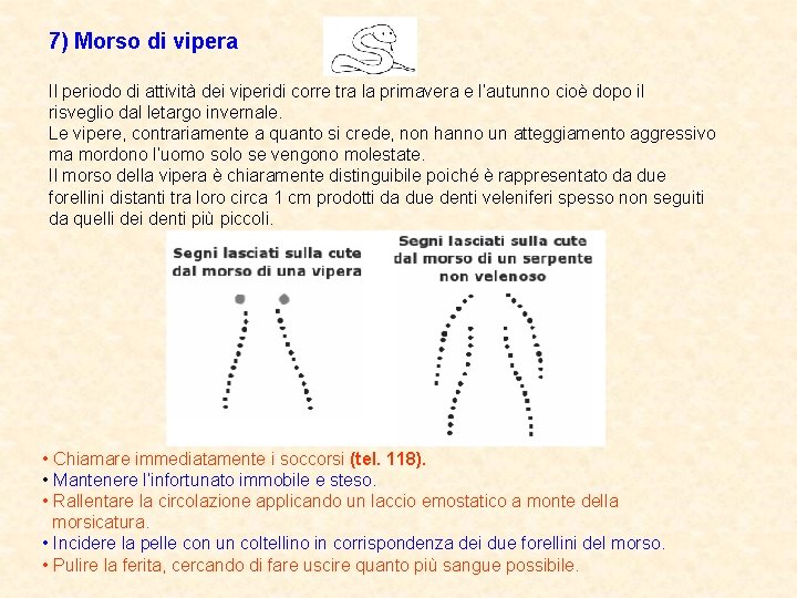 7) Morso di vipera Il periodo di attività dei viperidi corre tra la primavera