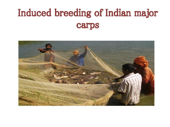 Induced breeding of Indian major carps 