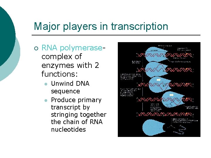 Major players in transcription ¡ RNA polymerasecomplex of enzymes with 2 functions: l l Major players in transcription ¡ RNA polymerasecomplex of enzymes with 2 functions: l l