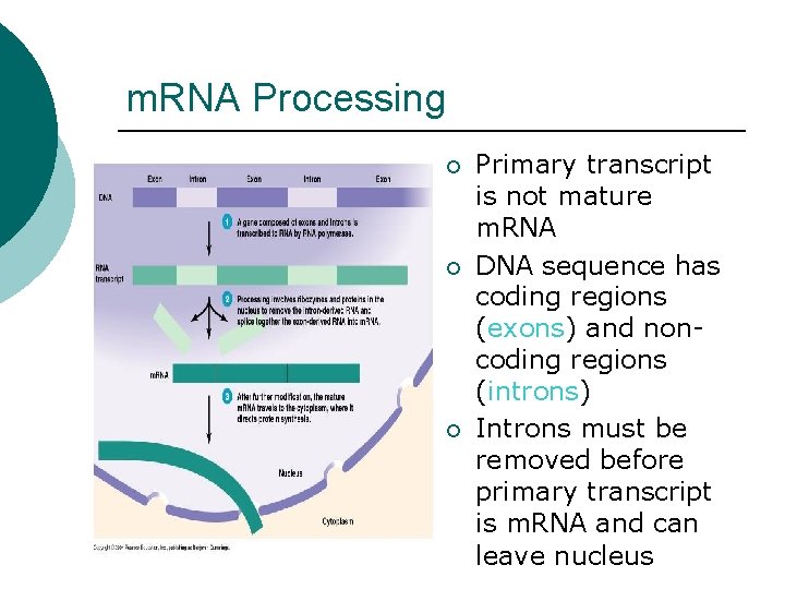 m. RNA Processing ¡ ¡ ¡ Primary transcript is not mature m. RNA DNA m. RNA Processing ¡ ¡ ¡ Primary transcript is not mature m. RNA DNA