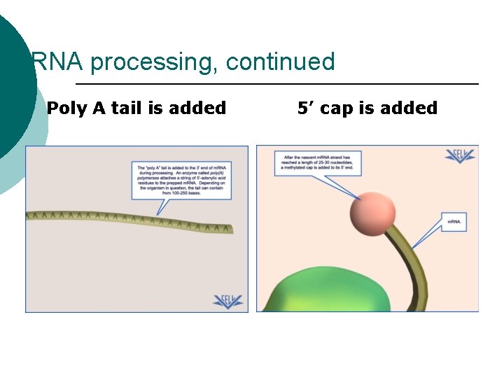 RNA processing, continued Poly A tail is added 5’ cap is added RNA processing, continued Poly A tail is added 5’ cap is added