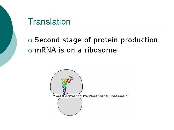 Translation Second stage of protein production ¡ m. RNA is on a ribosome ¡ Translation Second stage of protein production ¡ m. RNA is on a ribosome ¡