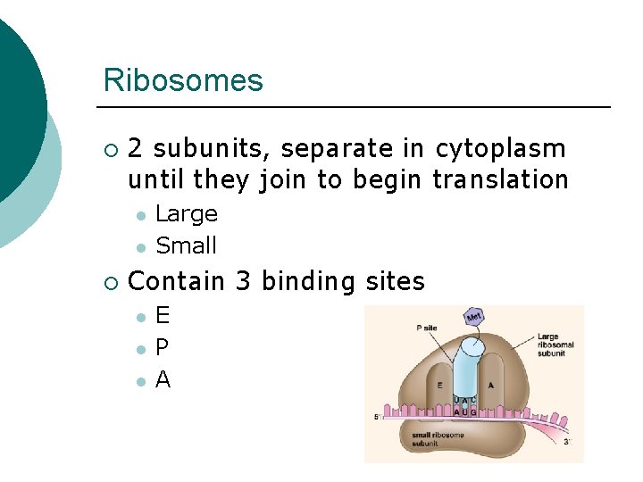 Ribosomes ¡ 2 subunits, separate in cytoplasm until they join to begin translation l Ribosomes ¡ 2 subunits, separate in cytoplasm until they join to begin translation l