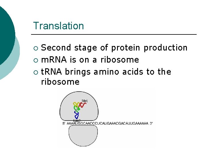Translation Second stage of protein production ¡ m. RNA is on a ribosome ¡ Translation Second stage of protein production ¡ m. RNA is on a ribosome ¡
