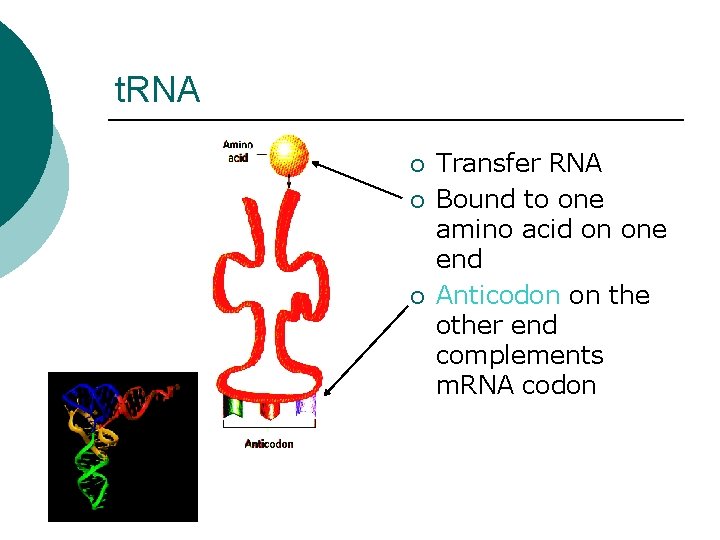 t. RNA ¡ ¡ ¡ Transfer RNA Bound to one amino acid on one t. RNA ¡ ¡ ¡ Transfer RNA Bound to one amino acid on one