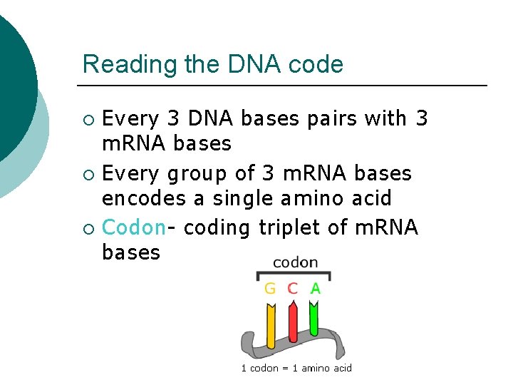 Reading the DNA code Every 3 DNA bases pairs with 3 m. RNA bases Reading the DNA code Every 3 DNA bases pairs with 3 m. RNA bases