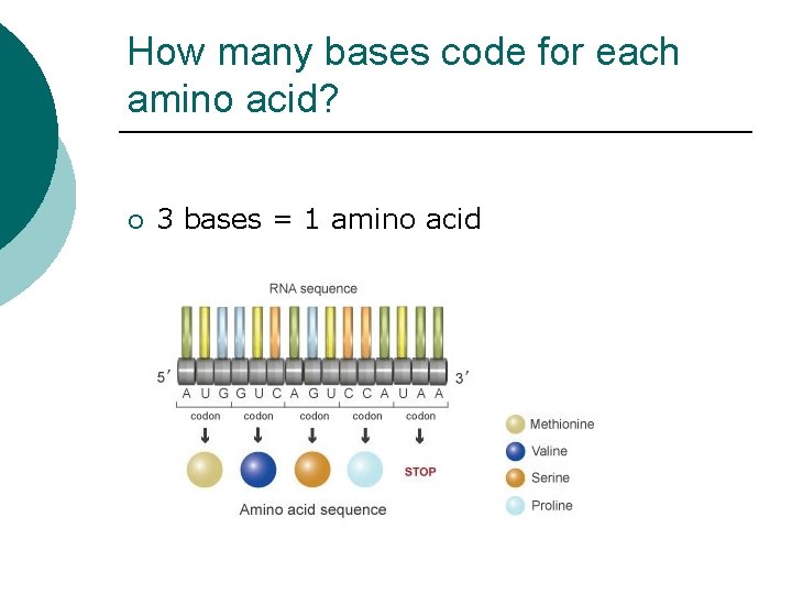 How many bases code for each amino acid? ¡ 3 bases = 1 amino How many bases code for each amino acid? ¡ 3 bases = 1 amino