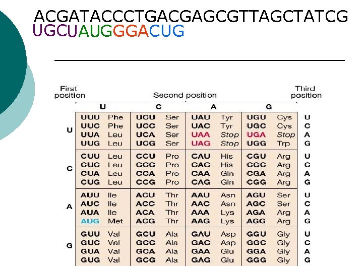 ACGATACCCTGACGAGCGTTAGCTATCG UGCUAUGGGACUG ACGATACCCTGACGAGCGTTAGCTATCG UGCUAUGGGACUG