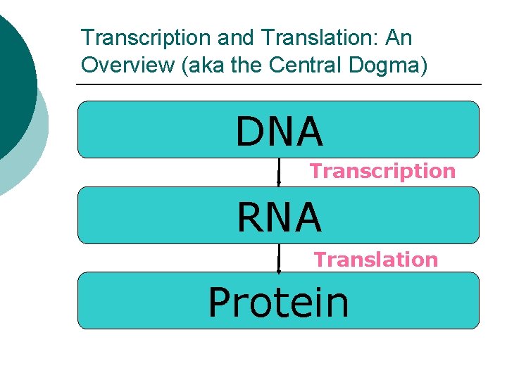 Transcription and Translation: An Overview (aka the Central Dogma) DNA Transcription RNA Translation Protein Transcription and Translation: An Overview (aka the Central Dogma) DNA Transcription RNA Translation Protein