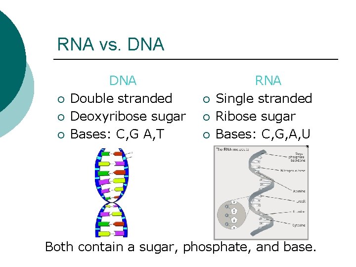 RNA vs. DNA ¡ ¡ ¡ DNA Double stranded Deoxyribose sugar Bases: C, G RNA vs. DNA ¡ ¡ ¡ DNA Double stranded Deoxyribose sugar Bases: C, G