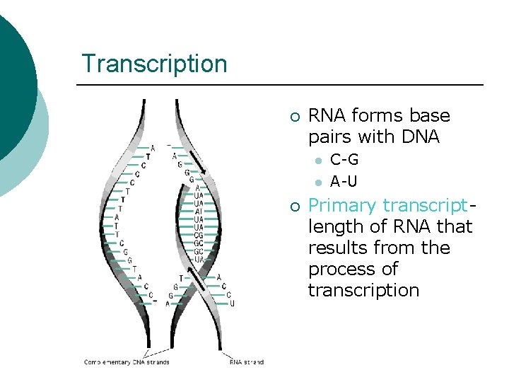 Transcription ¡ RNA forms base pairs with DNA l l ¡ C-G A-U Primary Transcription ¡ RNA forms base pairs with DNA l l ¡ C-G A-U Primary