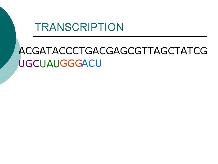 TRANSCRIPTION ACGATACCCTGACGAGCGTTAGCTATCG UGCUAUGGGACU TRANSCRIPTION ACGATACCCTGACGAGCGTTAGCTATCG UGCUAUGGGACU