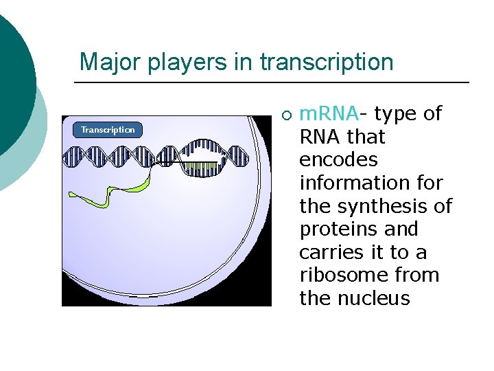 Major players in transcription ¡ m. RNA- type of RNA that encodes information for Major players in transcription ¡ m. RNA- type of RNA that encodes information for