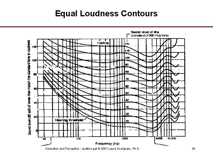 Equal Loudness Contours Sensation and Perception - audition. ppt © 2001 Laura Snodgrass, Ph.