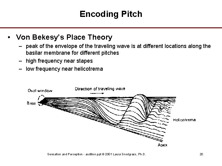 Encoding Pitch • Von Bekesy’s Place Theory – peak of the envelope of the