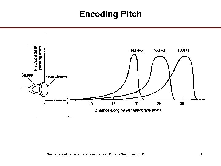 Encoding Pitch Sensation and Perception - audition. ppt © 2001 Laura Snodgrass, Ph. D.