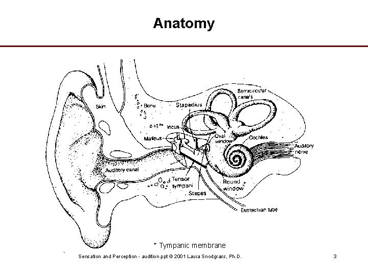 Anatomy * * Tympanic membrane Sensation and Perception - audition. ppt © 2001 Laura